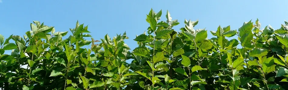 Fruit Tree Nursery, Apple Trees, Pears, Plums, Poland - slide 2
