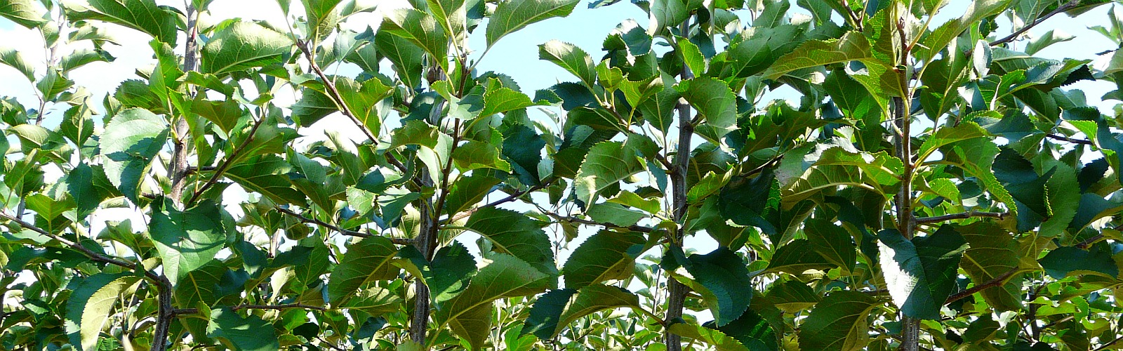 A fruit tree nursery Apple pear plum Poland