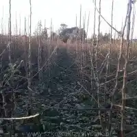 Nursery: trees, fruit bushes, apple trees, pears, plums, cherries, Poland - gallery 01