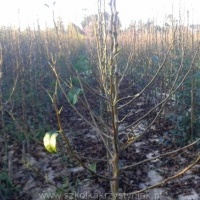 Baumschule Setzlinge von Obst-Apfel Birne Pflaume Süßkirsche Polen