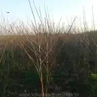 Nursery: trees, fruit bushes, apple trees, pears, plums, cherries, Poland