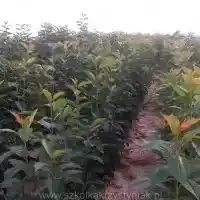 Nursery: trees, fruit bushes, apple trees, pears, plums, cherries, Poland - gallery 03