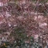 Nursery: trees, fruit bushes, apple trees, pears, plums, cherries, Poland - gallery - 04