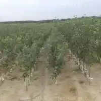 Nursery, trees, fruit bushes, apple trees, pears, plums, cherries, Poland - gallery -05