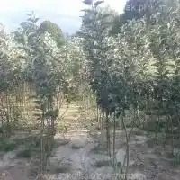 Nursery: trees, fruit bushes, apple trees, pears, plums, cherries, Poland - gallery 05