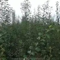 Nursery: trees, fruit bushes, apple trees, pears, plums, cherries, Poland - gallery 00