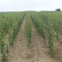 Nursery: trees, fruit bushes, apple trees, pears, plums, cherries, Poland