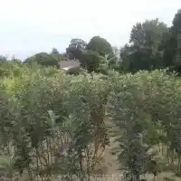 Nursery: trees, fruit bushes, apple trees, pears, plums, cherries, Poland - gallery 06