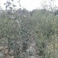 Nursery: trees, fruit bushes, apple trees, pears, plums, cherries, Poland