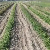 Nursery: trees, fruit bushes, apple trees, pears, plums, cherries, Poland - gallery 21