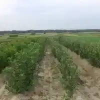 Nursery: trees, fruit bushes, apple trees, pears, plums, cherries, Poland - gallery 08