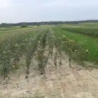 Nursery: trees, fruit bushes, apple trees, pears, plums, cherries, Poland - gallery 09