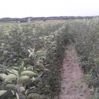Nursery seedlings of fruit apples pears plums cherries Poland