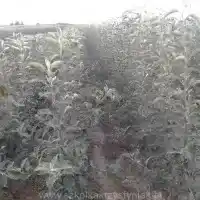Nursery: trees, fruit bushes, apple trees, pears, plums, cherries, Poland- gallery 27