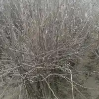 Nursery: trees, fruit bushes, apple trees, pears, plums, cherries, Poland