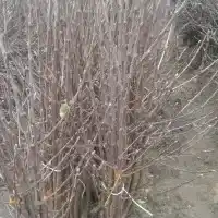 Nursery: trees, fruit bushes, apple trees, pears, plums, cherries, Poland- gallery 29