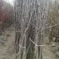 Nursery: trees, fruit bushes, apple trees, pears, plums, cherries, Poland - gallery 13
