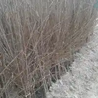 Nursery: trees, fruit bushes, apple trees, pears, plums, cherries, Poland- gallery 32