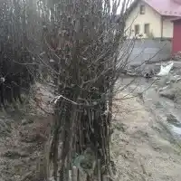 Nursery: trees, fruit bushes, apple trees, pears, plums, cherries, Poland - gallery 14