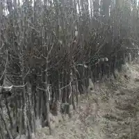 Nursery: trees, fruit bushes, apple trees, pears, plums, cherries, Poland- gallery 33