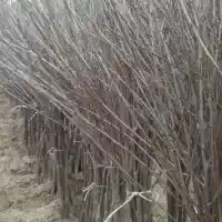 Nursery: trees, fruit bushes, apple trees, pears, plums, cherries, Poland- gallery 34