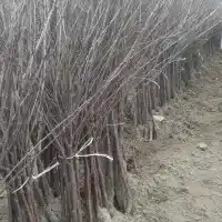 Nursery: trees, fruit bushes, apple trees, pears, plums, cherries, Poland - gallery 15