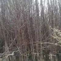 Nursery: trees, fruit bushes, apple trees, pears, plums, cherries, Poland- gallery 35